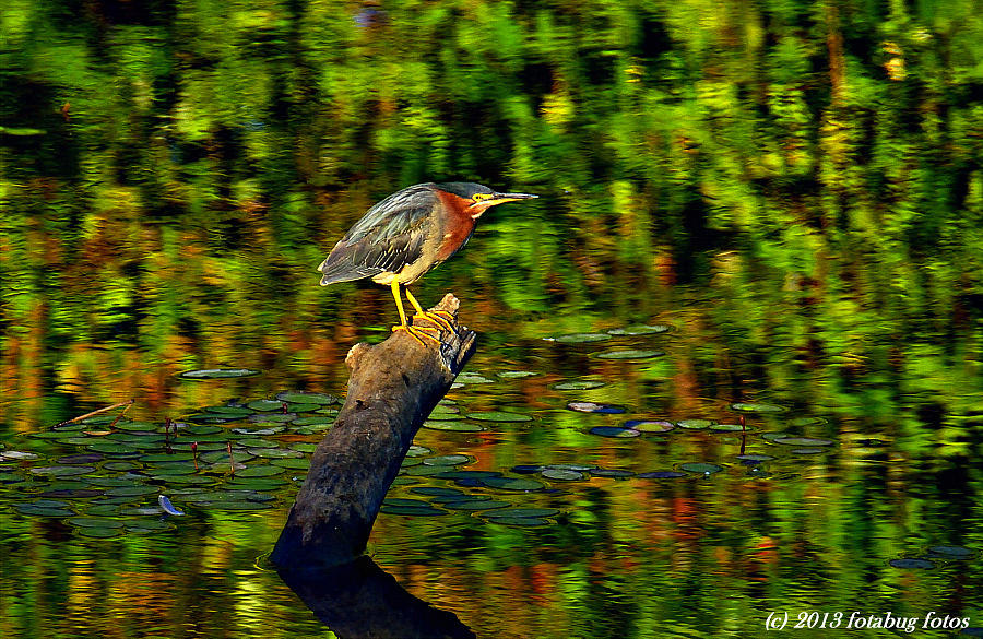 Gorgeous Green Heron