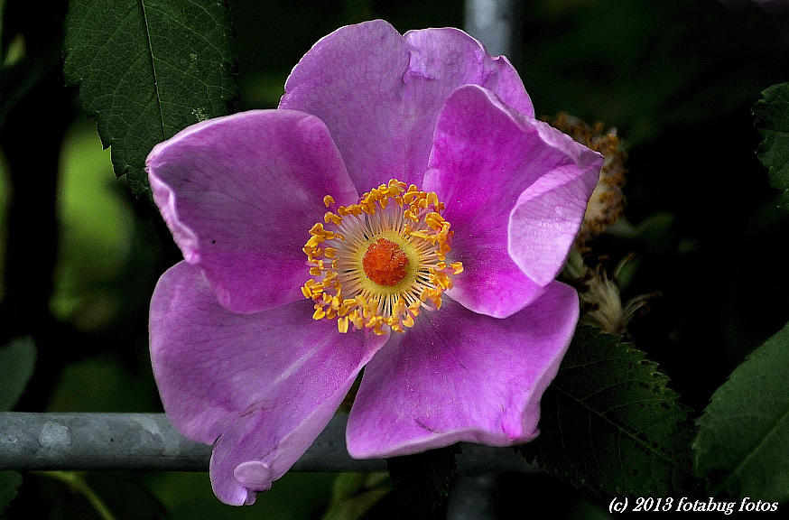 Radiant Rose