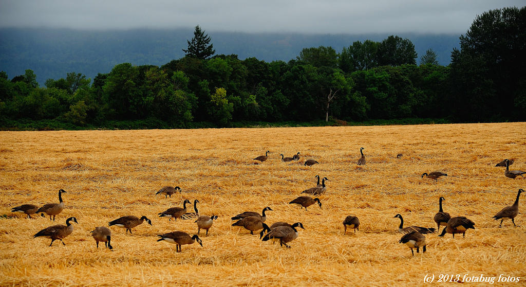 Uninvited Guests