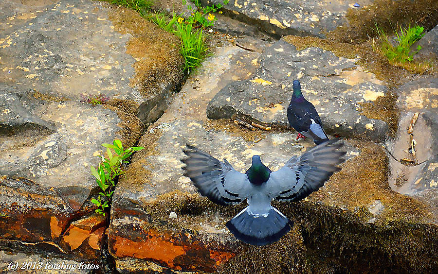 The Wings of a Dove (pigeon)