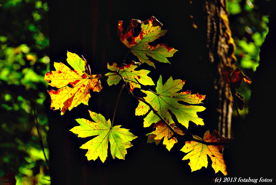 Leaves In A Forest