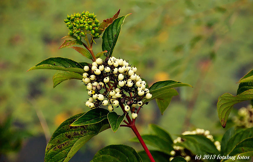 Red-Osier Dogwood