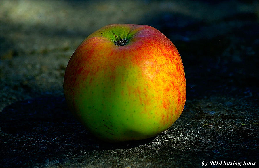 The Best Apple From Our Tree!