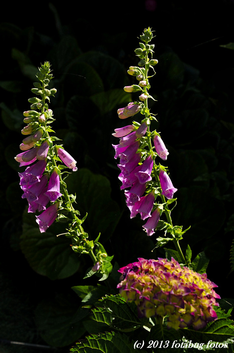 D3-061613-004.jpg