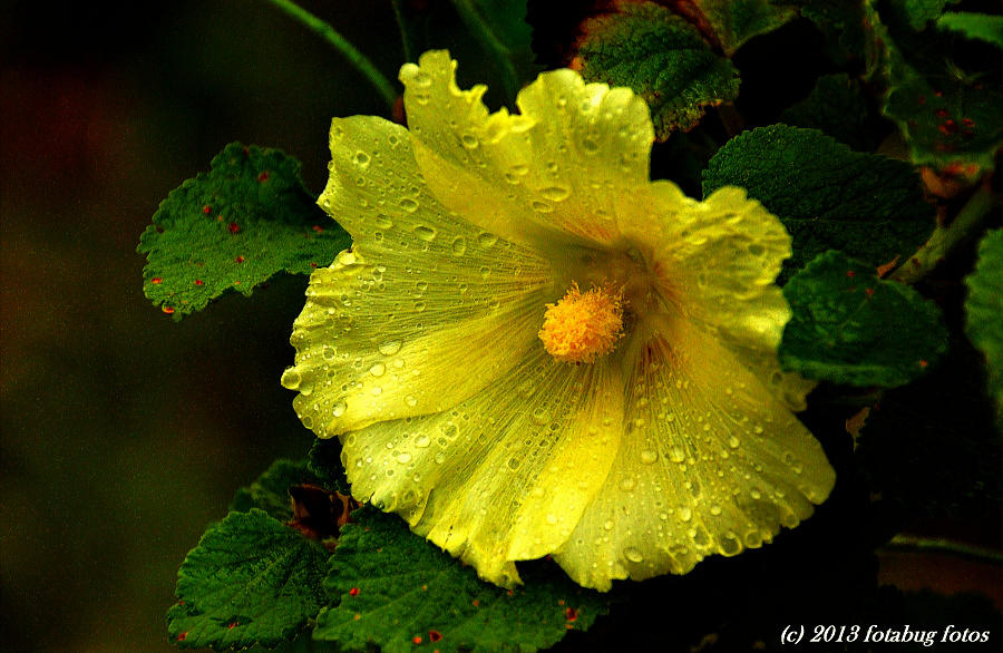 Raining At the Rose Garden