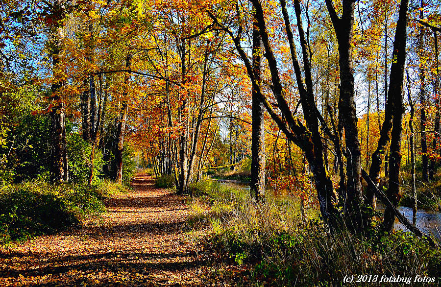 Along Middle Fork Path