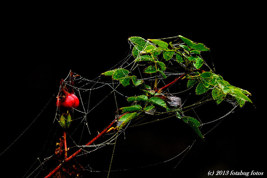 Ambitious Spider!
