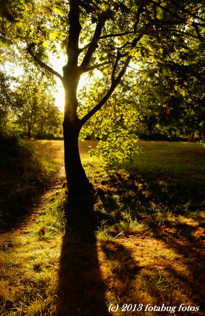 Beautiful Backlight