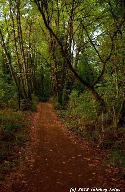 Along the Pre Trail