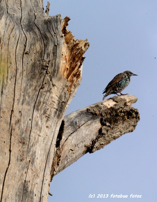 Starling