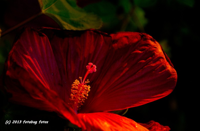Huge Hibiscus