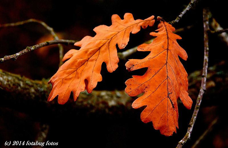 Oregon White Oak Leaf