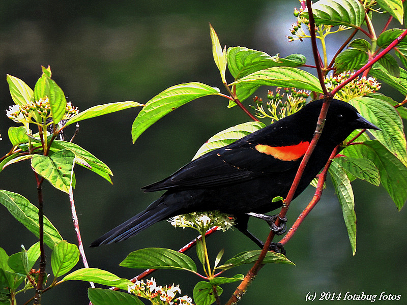 Colorful Redwing Blackbird