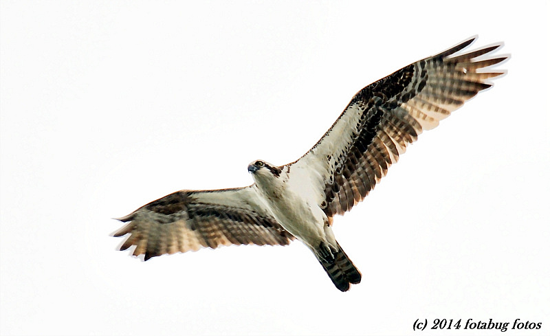 Osprey On The Wing!