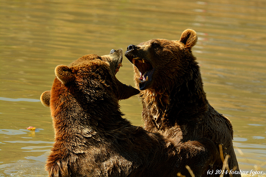 Bearly Fun!