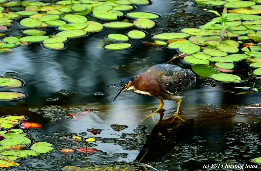 Gorgeous Green Heron