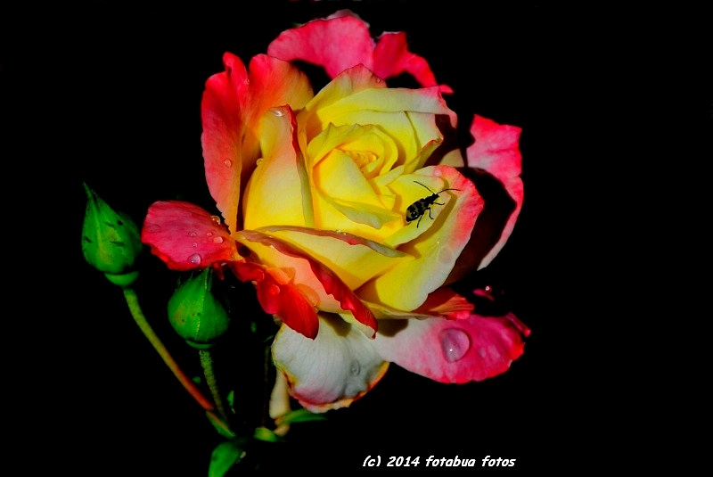 The Rose - America's Favorite Flower!