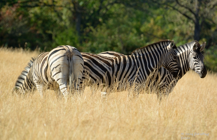 D7100-071814-087-web.jpg