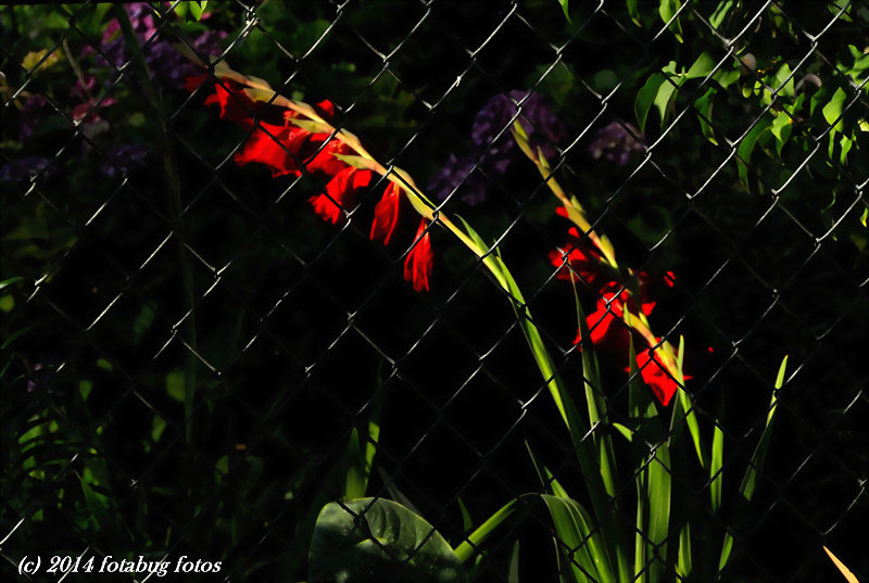 Flowers and Fence
