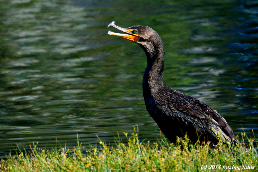 Cocky Cormorant