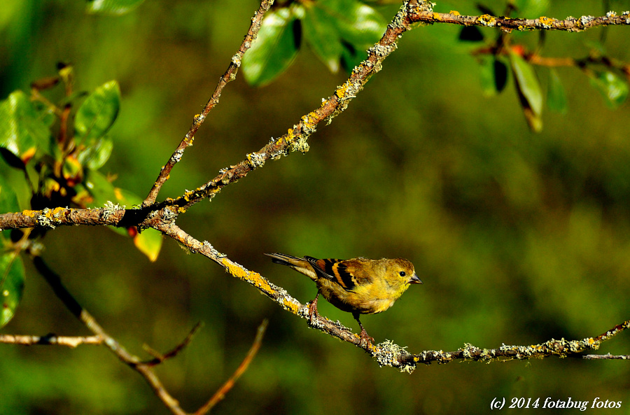 The Lesser Goldfinch is certainly not lesser in beauty!