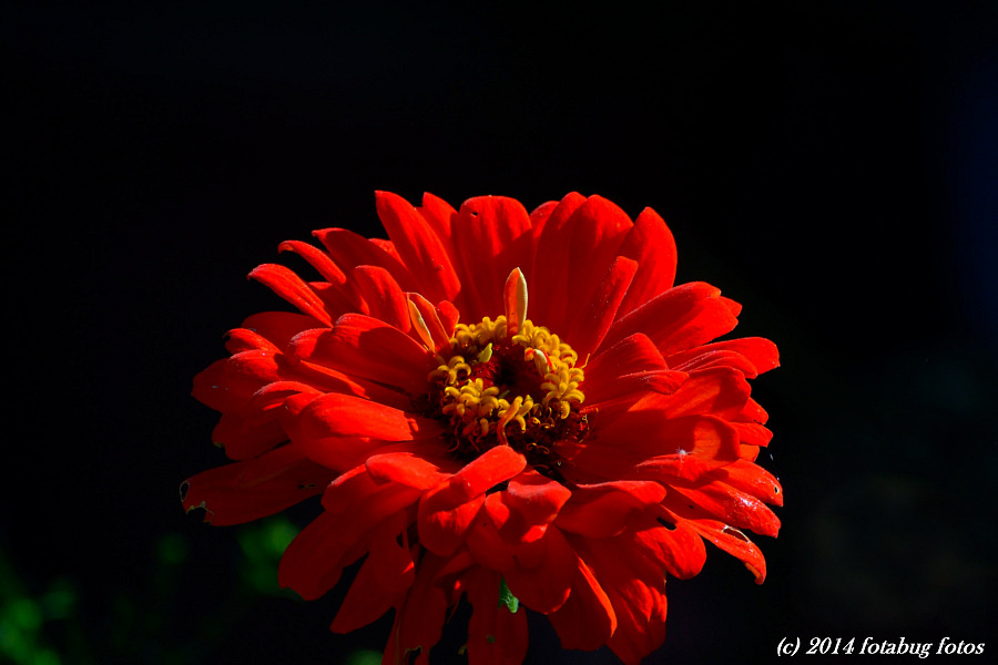 Delightful Dahlia 
