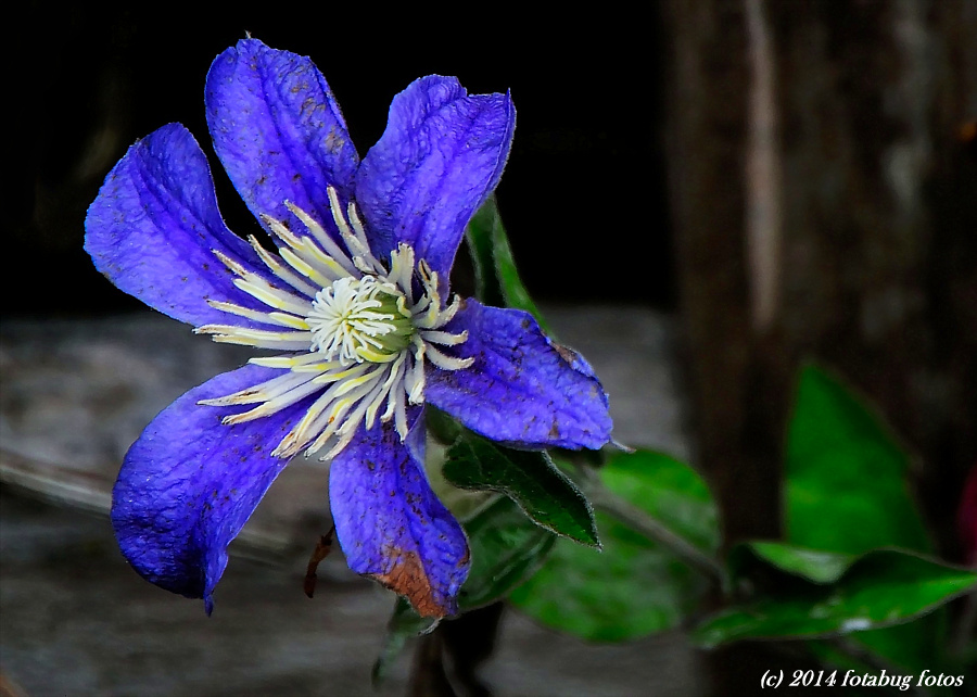 Pure Delight (Clematis)