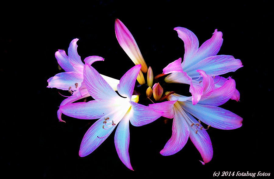 Belladonna Lily Has Gone!