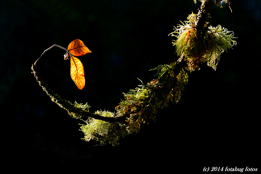 Natures Artistry