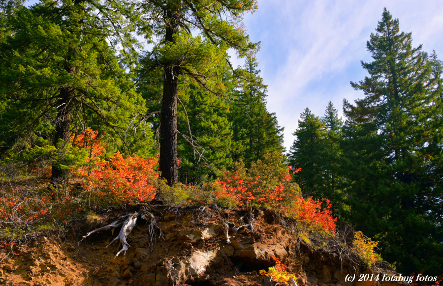 Color In The Cascades