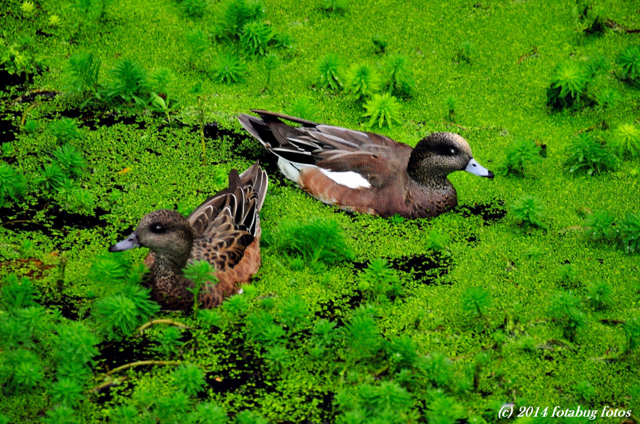 The American Wigeon Is Here!