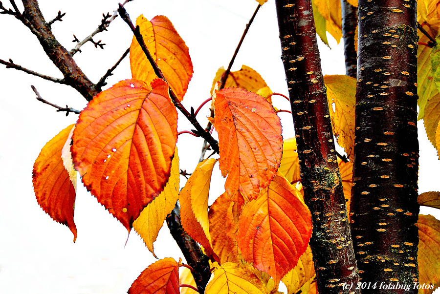 Farewell to Fall