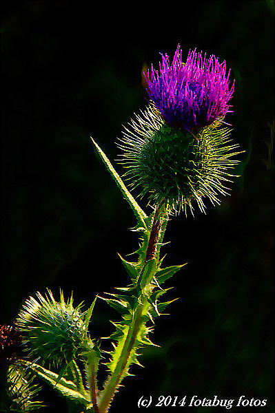 Thistle - The Flower of Scotland