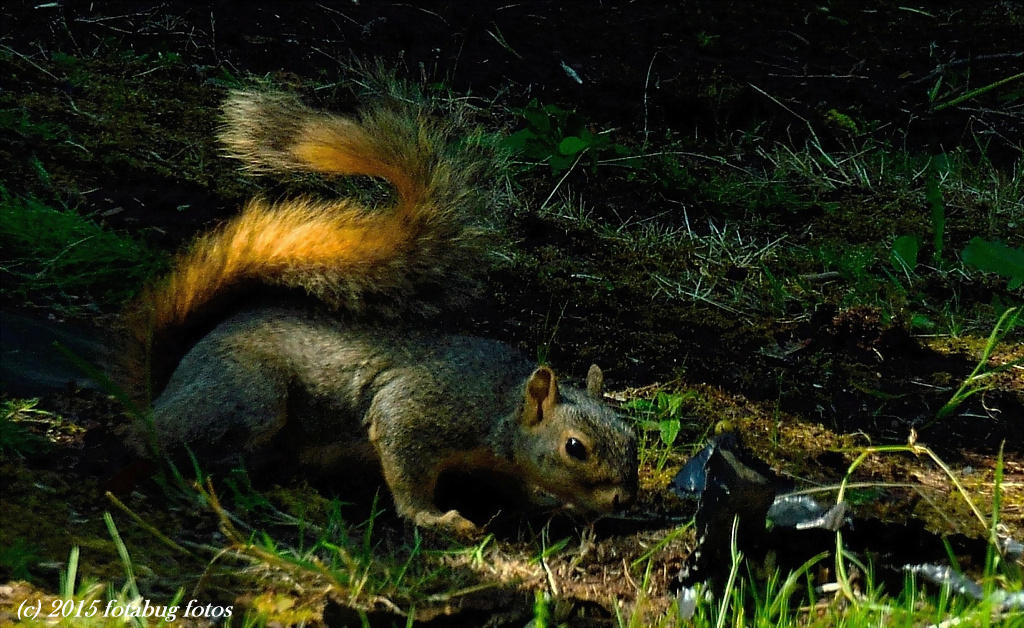 Bushy Tail