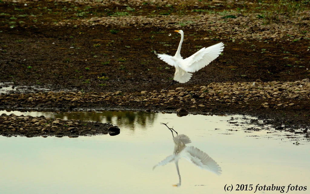 Egret Pond Ballet