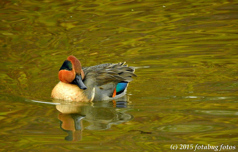 Green-winged Teal