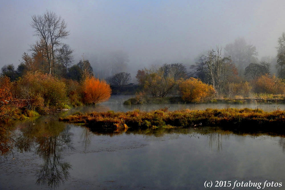 Some Sun on a Foggy Morning in Delta Ponds