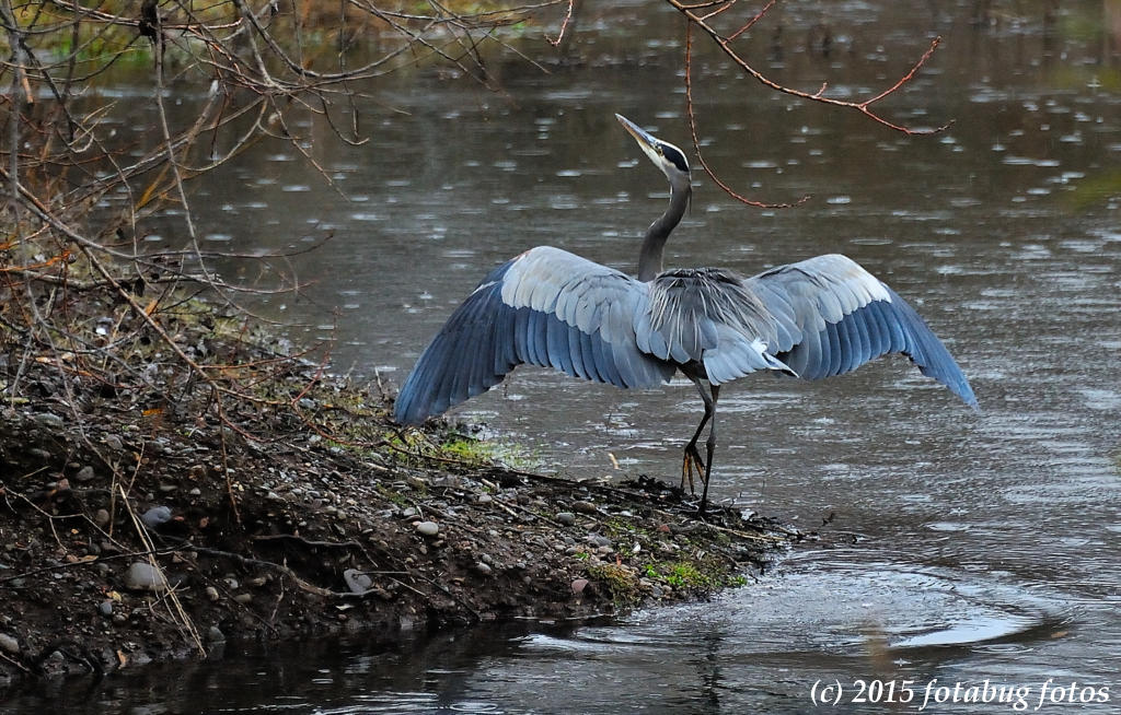 Haughty Heron