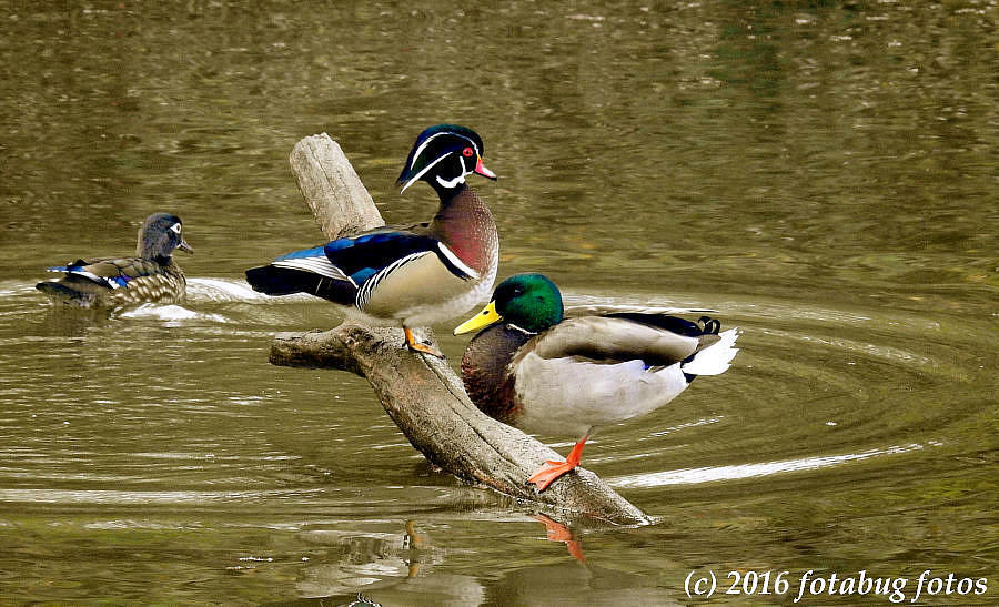 Friends of a Different Feather