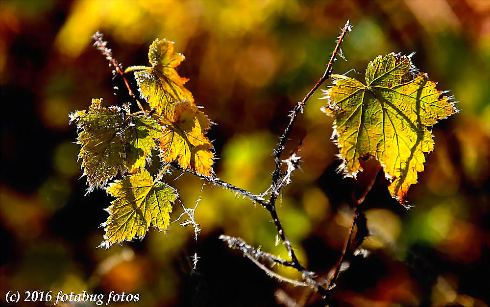 A Bit of Frost Around the Edges