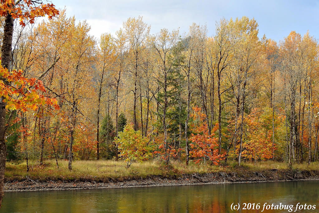 Fall Colors Along the Willamette River