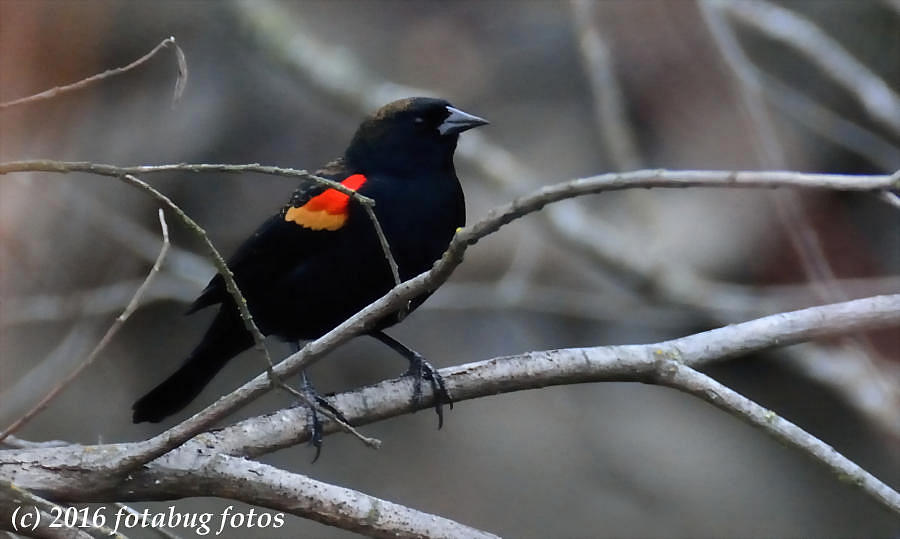 Red-wing Blackbird