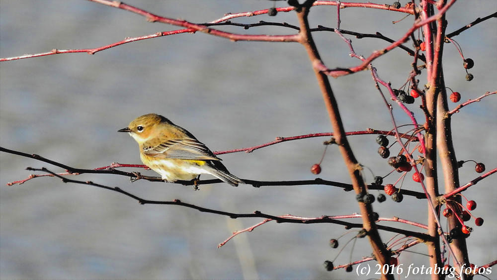 Yellow-Rumped Warbler Female