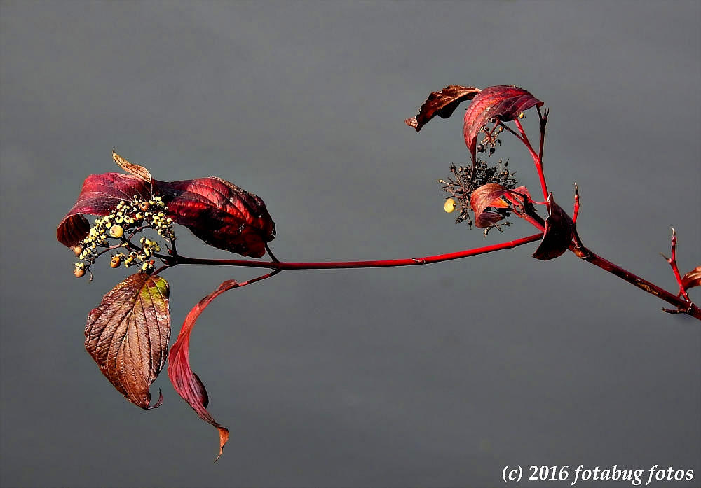 Red Leaves and Berries