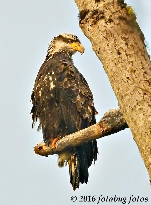 Juvenile Bald Eagle