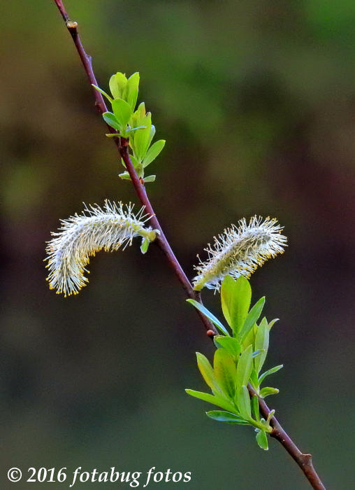 Twig of the Pussy Willow