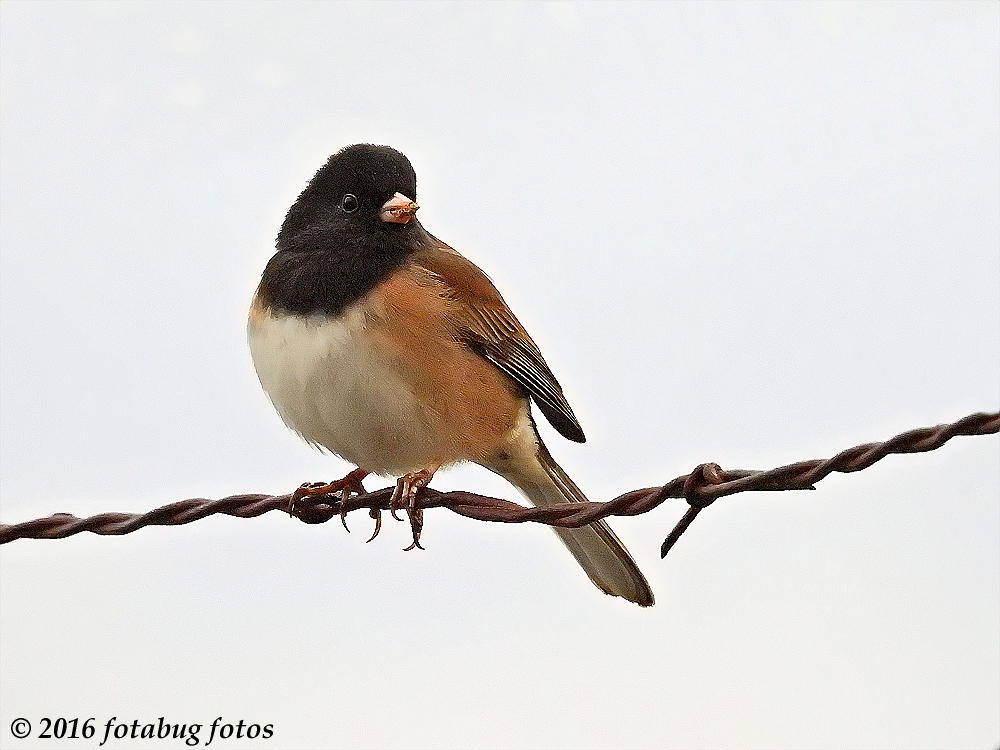 Delightful Dark-Eyed Junco