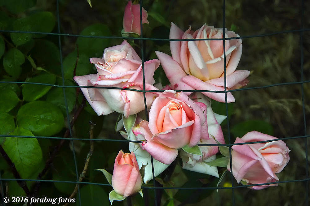 Flowers in a Frame