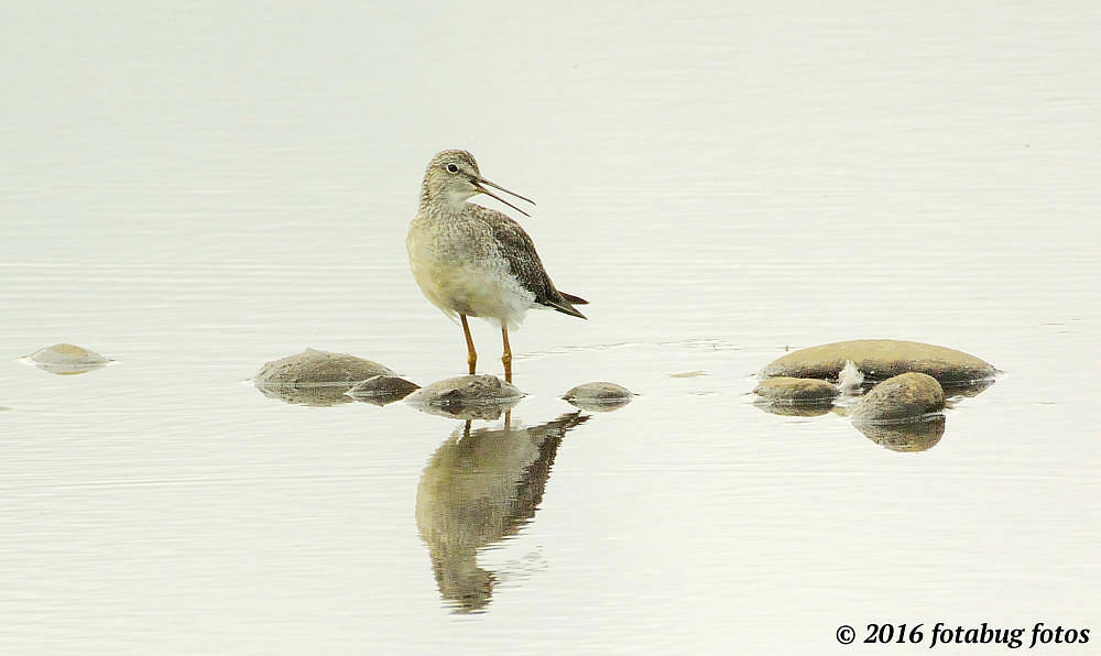 Lesser Yellowlegs