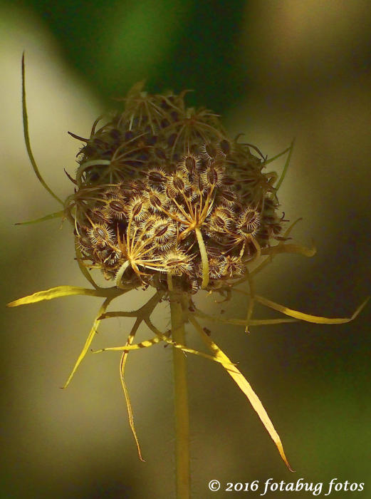 Amazing!  Wild Fennel Seed Pod